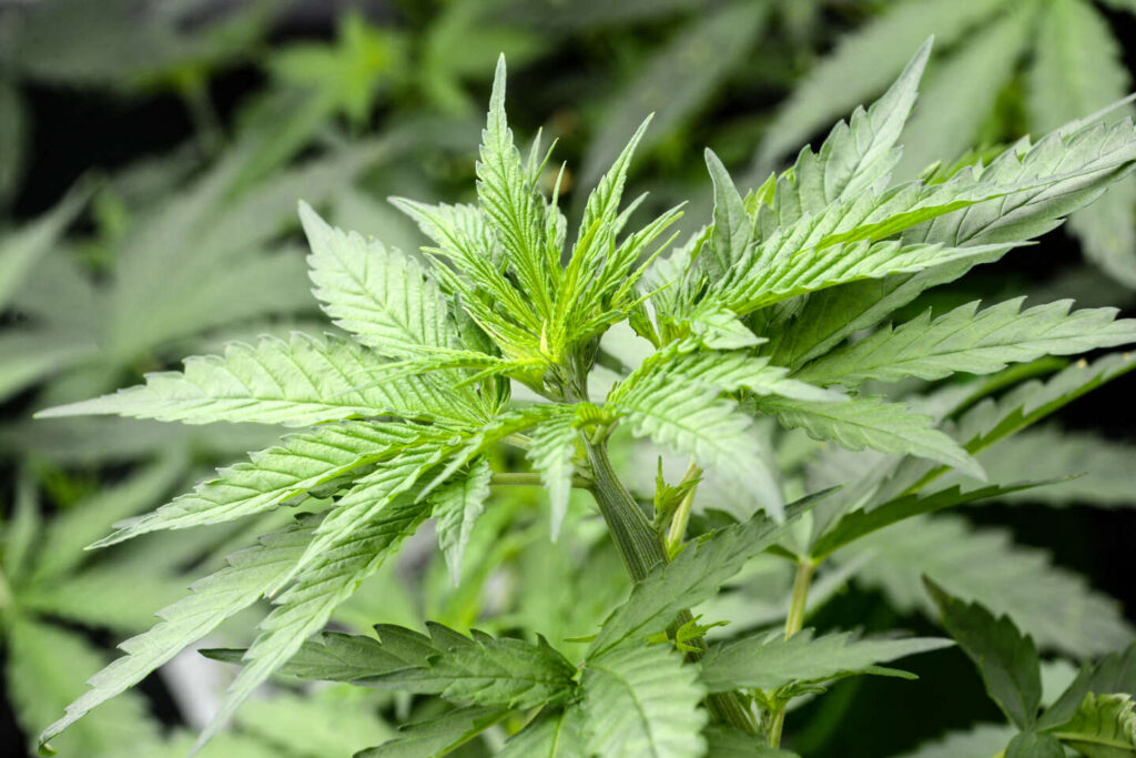 10 facts about hemp