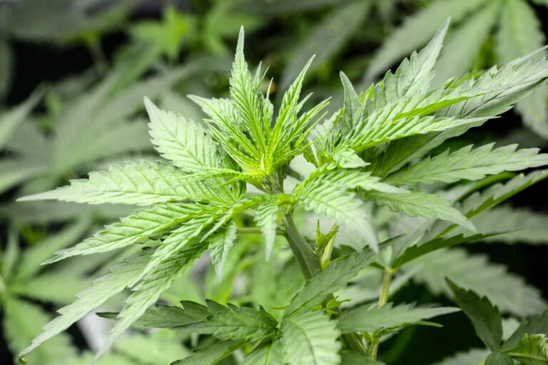 10 facts about hemp