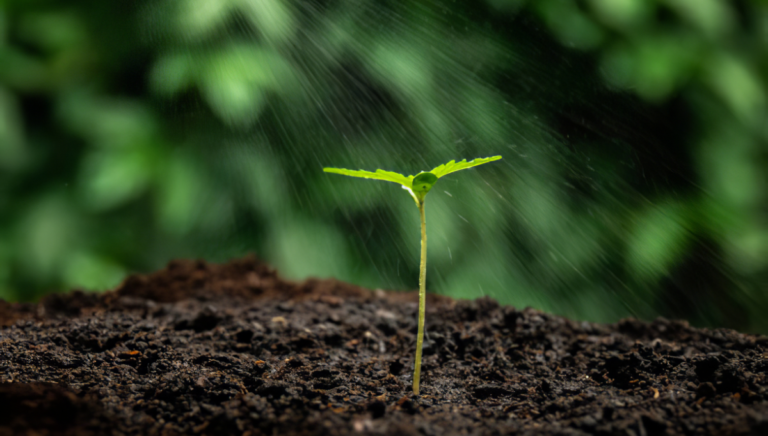 A Comprehensive Guide to CBD Seeds and Harvest Season