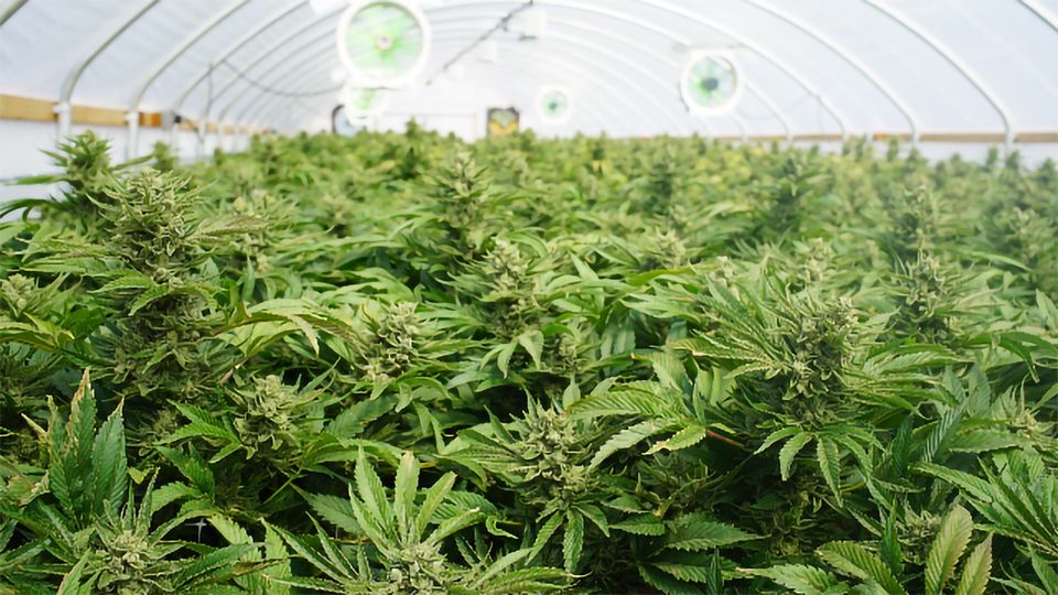 Cultivation Basics for CBD-Rich Cannabis Plants