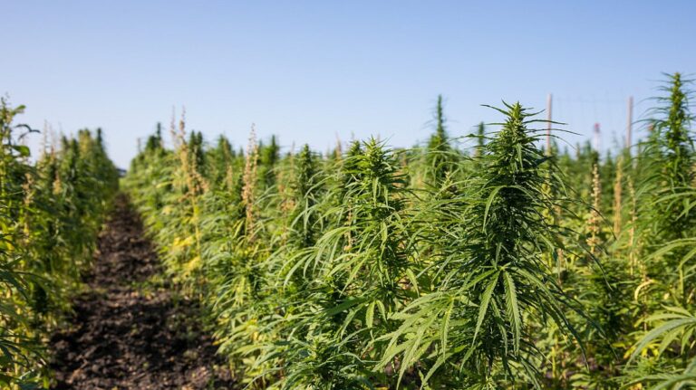 Hemp History
