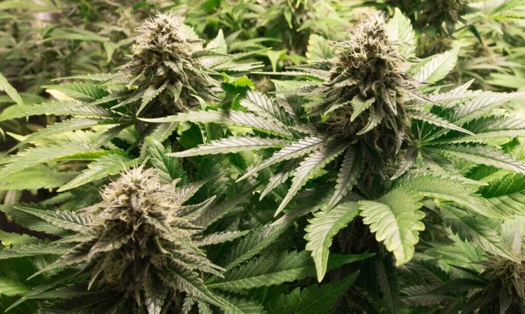 Unlocking the Advantages of Autoflowering Cannabis Seeds
