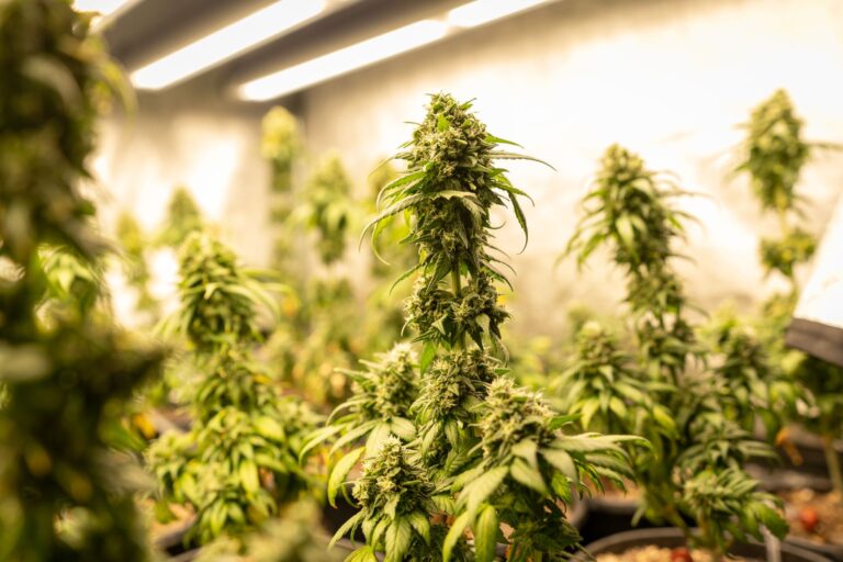 A Beginner's Guide to Planting Cannabis Seeds Indoors