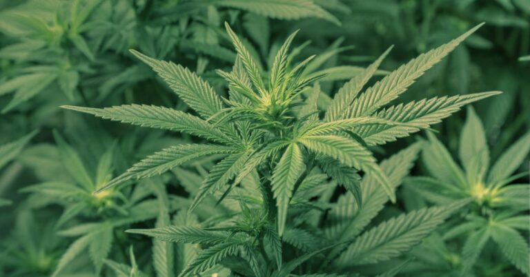 CBG for Pain Relief