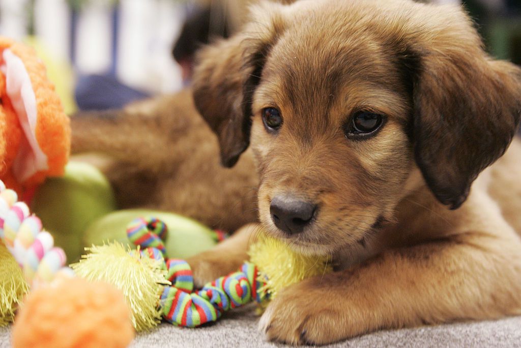 Benefits of CBD Dog Treats
