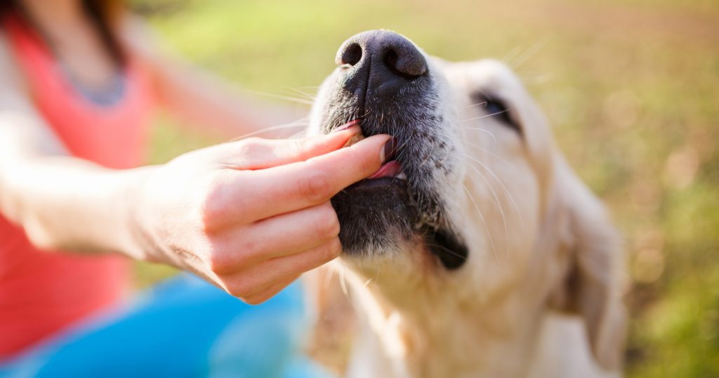 The Science Behind CBD Dog Treats How They Benefit Pets in Canada