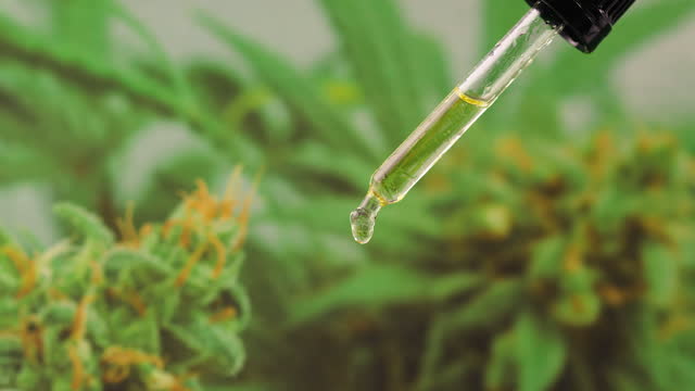 What Is Bioavailability and Why It Matters for CBD Oil