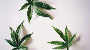 Full-Spectrum vs Broad-Spectrum CBD Oil in Connecticut